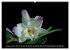Orchideen 2026 (hochwertiger Premium... - Bild 14