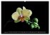 Orchideen 2026 (hochwertiger Premium... - Bild 7