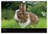 Zwergkaninchen (Wandkalender 2026 DIN... - Bild 13
