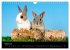 Zwergkaninchen (Wandkalender 2026 DIN... - Bild 14