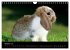Zwergkaninchen (Wandkalender 2026 DIN... - Bild 3