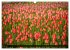 Tulpen (Wandkalender 2026 DIN A3 quer),... - Bild 11
