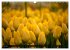 Tulpen (Wandkalender 2026 DIN A3 quer),... - Bild 12