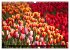 Tulpen (Wandkalender 2026 DIN A3 quer),... - Bild 14