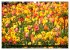 Tulpen (Wandkalender 2026 DIN A3 quer),... - Bild 15