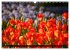 Tulpen (Wandkalender 2026 DIN A3 quer),... - Bild 3