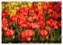 Tulpen (Wandkalender 2026 DIN A3 quer),... - Bild 4