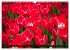 Tulpen (Wandkalender 2026 DIN A3 quer),... - Bild 7