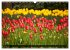 Tulpen (Wandkalender 2026 DIN A3 quer),... - Bild 8