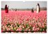 Tulpen (Wandkalender 2026 DIN A3 quer),... - Bild 9