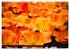 Tulpen (Wandkalender 2026 DIN A3 quer),... - Bild 10