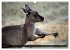Kangaroo Island (Wandkalender 2026 DIN... - Bild 13