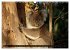 Kangaroo Island (Wandkalender 2026 DIN... - Bild 9
