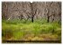 Kangaroo Island (Wandkalender 2026 DIN... - Bild 10