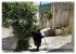 Großer Grieche Kreta (Wandkalender... - Bild 5