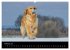 Golden Retriever - Ein Herz auf 4... - Bild 8
