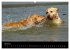 Golden Retriever - Ein Herz auf 4... - Bild 10