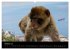 Tarifa - Andalusien (Wandkalender 2026... - Bild 3