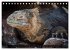 Leguane auf Galapagos (Tischkalender... - Bild 12