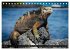 Leguane auf Galapagos (Tischkalender... - Bild 13