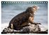 Leguane auf Galapagos (Tischkalender... - Bild 15