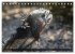 Leguane auf Galapagos (Tischkalender... - Bild 4