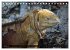 Leguane auf Galapagos (Tischkalender... - Bild 7
