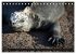 Leguane auf Galapagos (Tischkalender... - Bild 8