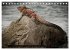 Leguane auf Galapagos (Tischkalender... - Bild 9