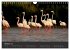 Pretty Flamingo (Wandkalender 2026 DIN... - Bild 3