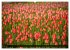 Tulpen (Wandkalender 2026 DIN A2 quer),... - Bild 11