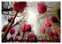 Tulpen (Wandkalender 2026 DIN A2 quer),... - Bild 13