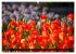 Tulpen (Wandkalender 2026 DIN A2 quer),... - Bild 3