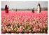 Tulpen (Wandkalender 2026 DIN A2 quer),... - Bild 9