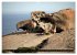 Kangaroo Island (Wandkalender 2026 DIN... - Bild 8