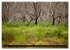 Kangaroo Island (Wandkalender 2026 DIN... - Bild 10