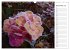 Blumenfreude Terminkalender... - Bild 5