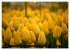 Tulpen (hochwertiger Premium... - Bild 11