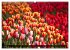 Tulpen (hochwertiger Premium... - Bild 13