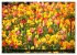 Tulpen (hochwertiger Premium... - Bild 14