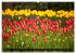 Tulpen (hochwertiger Premium... - Bild 7