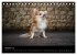 Urban Dogs - Hundekalender der anderen... - Bild 3