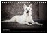 Urban Dogs - Hundekalender der anderen... - Bild 5