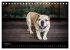 Urban Dogs - Hundekalender der anderen... - Bild 10