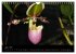 Farbenreiche Orchideen (Wandkalender... - Bild 13