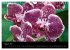 Farbenreiche Orchideen (Wandkalender... - Bild 14