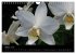 Farbenreiche Orchideen (Wandkalender... - Bild 3