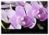 Farbenreiche Orchideen (Wandkalender... - Bild 4