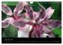 Farbenreiche Orchideen (Wandkalender... - Bild 5
