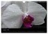 Farbenreiche Orchideen (Wandkalender... - Bild 7